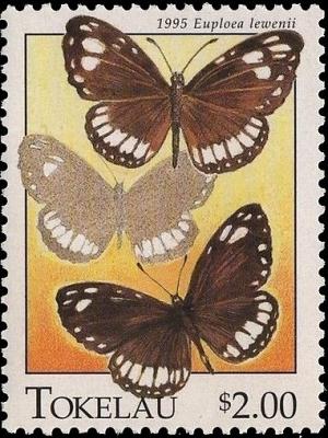 Colnect-4596-363-Milkweed-Butterfly-Euploea-lewenii.jpg