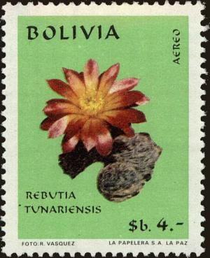 Colnect-5491-657-Rebutia-tunariensis.jpg