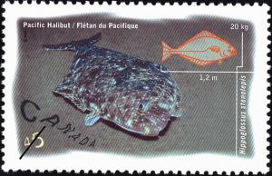 Colnect-588-602-Pacific-Halibut-Hippoglossus-stenolepis.jpg