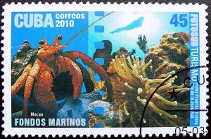 Colnect-2820-305-Common-Hermit-Crab-Pagurus-bernhardus-Sea-Anemone.jpg