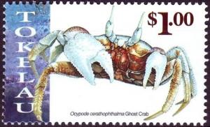 Colnect-4337-091-Ghost-crab-Ocypode-cerathophthalma.jpg