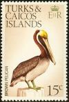 Colnect-1764-326-Brown-Pelican-Pelecanus-occidentalis.jpg