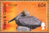 Colnect-1764-419-Brown-Pelican-Pelecanus-occidentalis.jpg