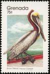 Colnect-2172-418-Brown-Pelican-Pelecanus-occidentalis.jpg