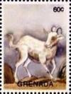 Colnect-5983-347-Goat-Capra-aegagrus-hircus.jpg