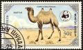 Colnect-1081-008-Bactrian-Camel-Camelus-bactrianus.jpg