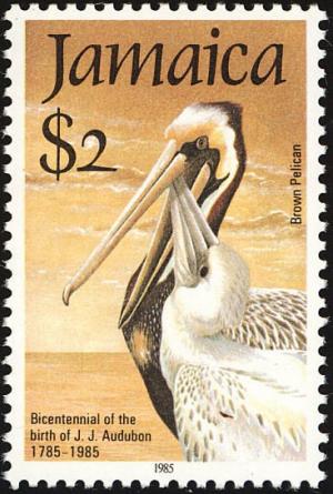 Colnect-1700-677-Brown-Pelican-Pelecanus-occidentalis.jpg