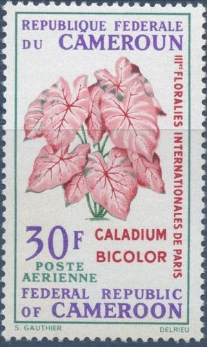 Colnect-2154-374-Caladium-bicolor.jpg