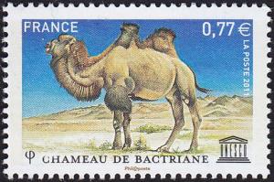 Colnect-5237-701-Bactrian-Camel-Camelus-bactrianus.jpg