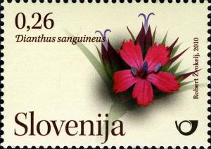 Colnect-718-040-Flowers---wild-carnations-Dianthus-sanguineus.jpg