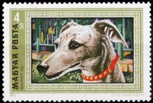Colnect-900-637-Whippet-Canis-lupus-familiaris.jpg