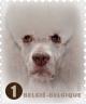 Colnect-1958-029-Poodle-Canis-lupus-familiaris.jpg