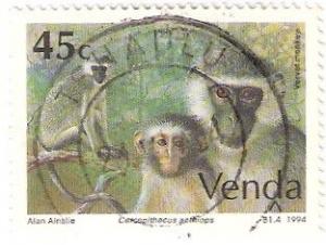Colnect-2840-157-Grivet-Cercopithecus-aethiops.jpg