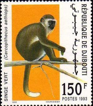 Colnect-3217-739-Grivet-Cercopithecus-aethiops.jpg
