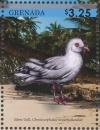 Colnect-4523-302-Silver-Gull----Chroicocephalus-novaehollandiae.jpg