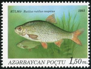 Colnect-4879-803-Caspian-Roach-Rutilus-rutilus-caspicus.jpg