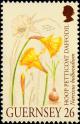 Colnect-5521-243-Narcissus-bulbocodium.jpg