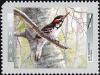Colnect-588-659-Hairy-Woodpecker-Dendrocopos-villosus-.jpg