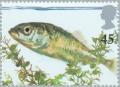 Colnect-123-494-Three-spined-Stickleback-Gasterosteus-aculeatus.jpg
