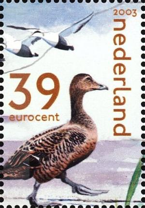 Colnect-3597-613-Eider-Duck-Somateria-mollissima.jpg