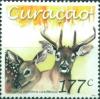 Colnect-3523-407-White-tailed-Deer-Odocoileus-virginianus-ssp-curassavicus.jpg