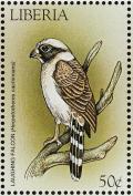 Colnect-1641-828-Laughing-Falcon-Herpetotheres-cachinnans.jpg