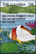 Colnect-4686-068-Bicolor-parrot-fish.jpg
