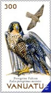 Colnect-6311-884-Peregrine-Falcon-Falco-peregrinus-nesiotes.jpg