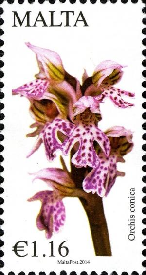 Colnect-2493-465-Orchis-conica---Conical-Orchid.jpg