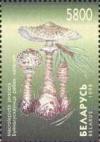 Colnect-1049-016-Macrolepiota-procera.jpg