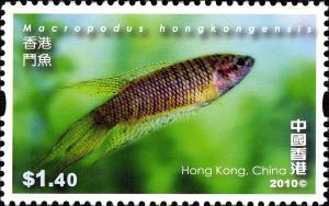 Colnect-1824-700-Fish-Macropodus-hongkongensis.jpg