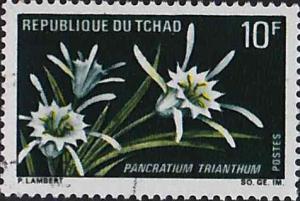 Colnect-504-067-Pancratium-trianthum.jpg