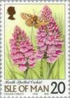 Colnect-125-210-Dactylorhiza-maculata---Heath-Spotted-Orchid.jpg