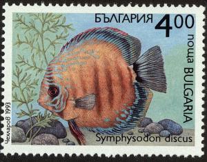 Colnect-4413-049-Red-Discus-Symphysodon-discus.jpg