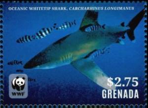 Colnect-4809-728-Whitetip-Oceanic-Shark-Carcharhinus-longimanus.jpg