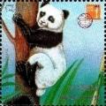 Colnect-3447-549-Giant-Panda-Ailuropoda-melanoleuca.jpg