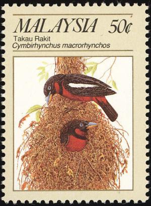 Colnect-1487-228-Black-and-red-Broadbill-Cymbirhynchus-macrorhynchos.jpg