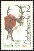 Colnect-441-121-Red-Deer-Cervus-elaphus.jpg