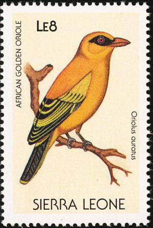 Colnect-1618-026-African-Golden-Oriole-Oriolus-auratus.jpg