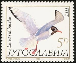 Colnect-2608-246-Black-headed-Gull-Larus-ridibundus.jpg
