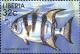 Colnect-3977-625-Atlantic-Spadefish-Chaetodipterus-faber.jpg