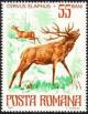 Colnect-629-646-Red-Deer-Cervus-elaphus.jpg