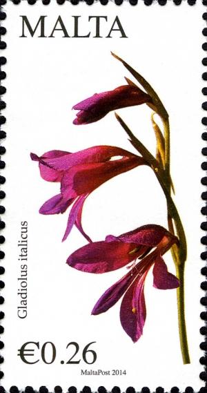 Colnect-2493-463-Field-Gladiolus-Gladiolus-italicus.jpg