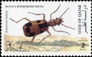 Colnect-4169-089-Rufous-Bombardier-Beetle-Brachynus-nobilis.jpg