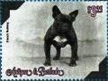 Colnect-5942-886-French-Bulldog-Canis-lupus-familiaris.jpg