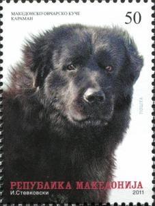 Colnect-3111-976-Macedonian-Shepherd-Dog--Karaman-Canis-lupus-familiaris.jpg