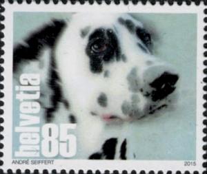 Colnect-2543-324-Dalmatian-Dog-Canis-lupus-familiaris.jpg