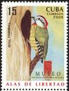 Colnect-2138-475-Cuban-Green-Woodpecker-Xiphidiopicus-percussus.jpg