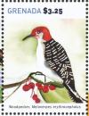 Colnect-4523-308-Red-bellied-Woodpecker----Melanerpes-carolinus.jpg