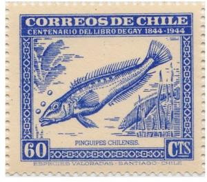 Colnect-1990-454-Chilean-Sandperch-Pinguipes-chilensis.jpg